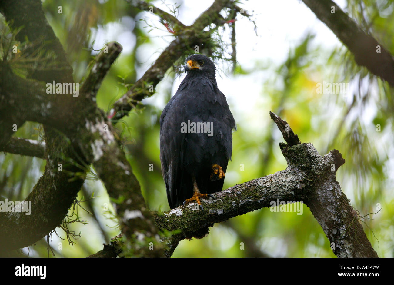 Falco nero comune, Buteogallus anthracinus, nella foresta di mangrovie del parco nazionale Isla Bastimentos, Bocas del Toro, Repubblica di Panama. Foto Stock