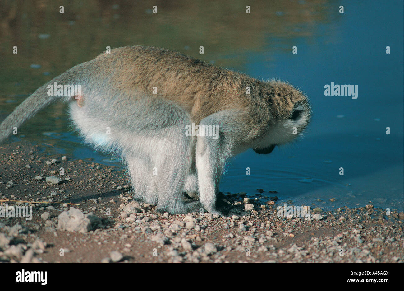 Il nero di fronte Vervet Monkey circa a bere ad una piscina nel parco nazionale del Serengeti Tanzania Foto Stock