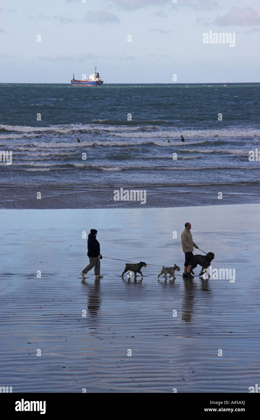 Accoppiare cani a piedi lungo la spiaggia di Broadhaven, Pembrokeshire, Galles Foto Stock