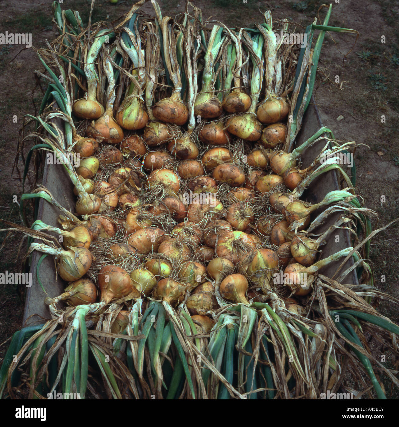 Cipolle, "gigante tuttgarter' Foto Stock