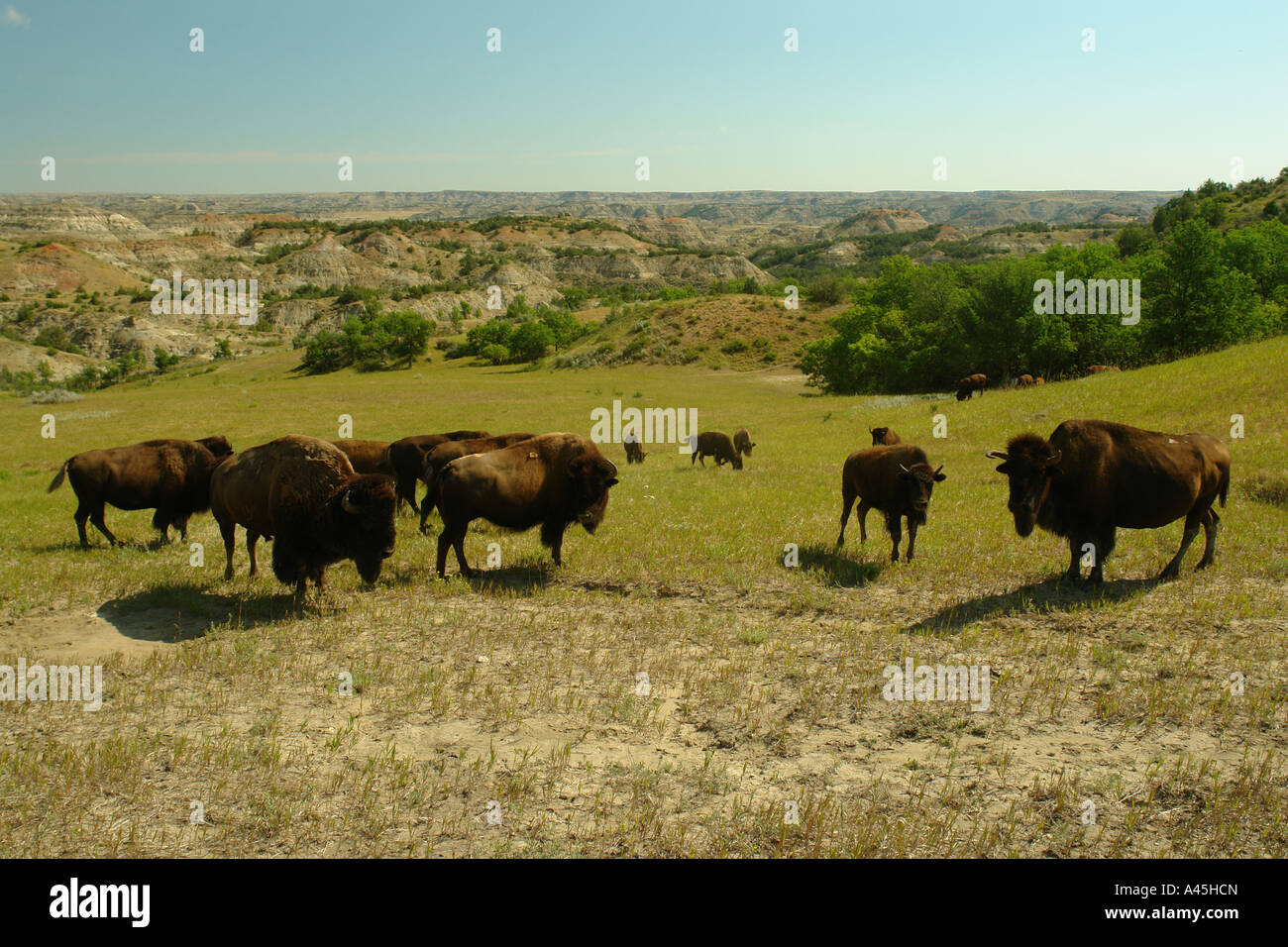 AJD57260, Medora, ND, North Dakota, Parco nazionale Theodore Roosevelt, Sud unità, bisonti, buffalo mandria Foto Stock