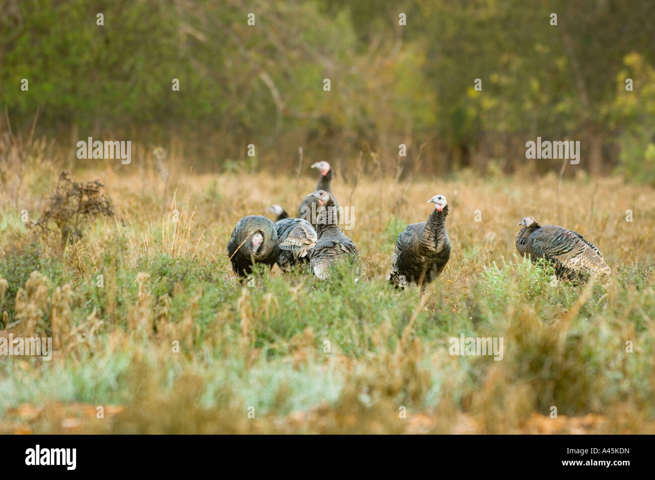 Il tacchino selvatico si riuniscono nelle prime ore del mattino per alimentare IN SALAMOIA LAGO AREA FAUNISTICA TEXAS Foto Stock