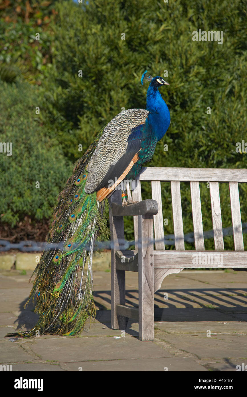 Peacock nel parco del Castello di Warwick Foto Stock