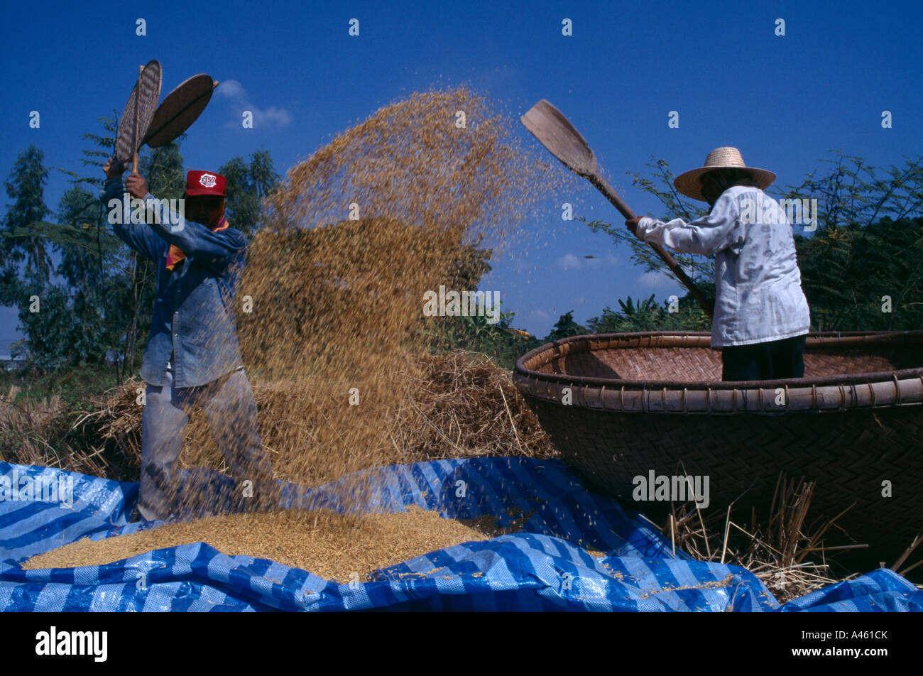 Thailandia del Sud Est Asia Nord Lumphun distretto persone agricoltura trebbiatura di raccolti di riso a mano accanto a grandi ceste per i grani Foto Stock