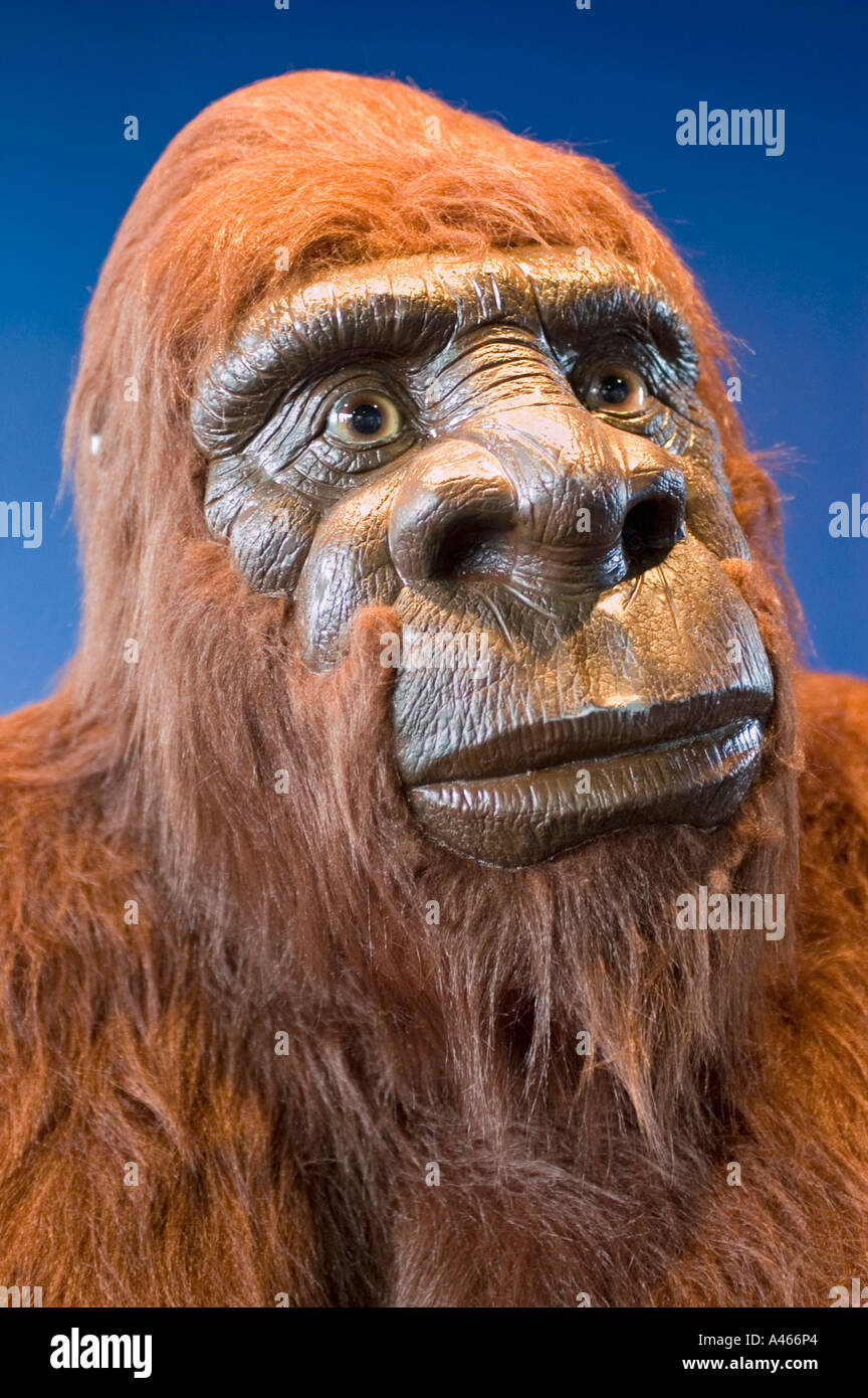 American Sasquatch o Bigfoot, cugino di Yeti Foto stock - Alamy