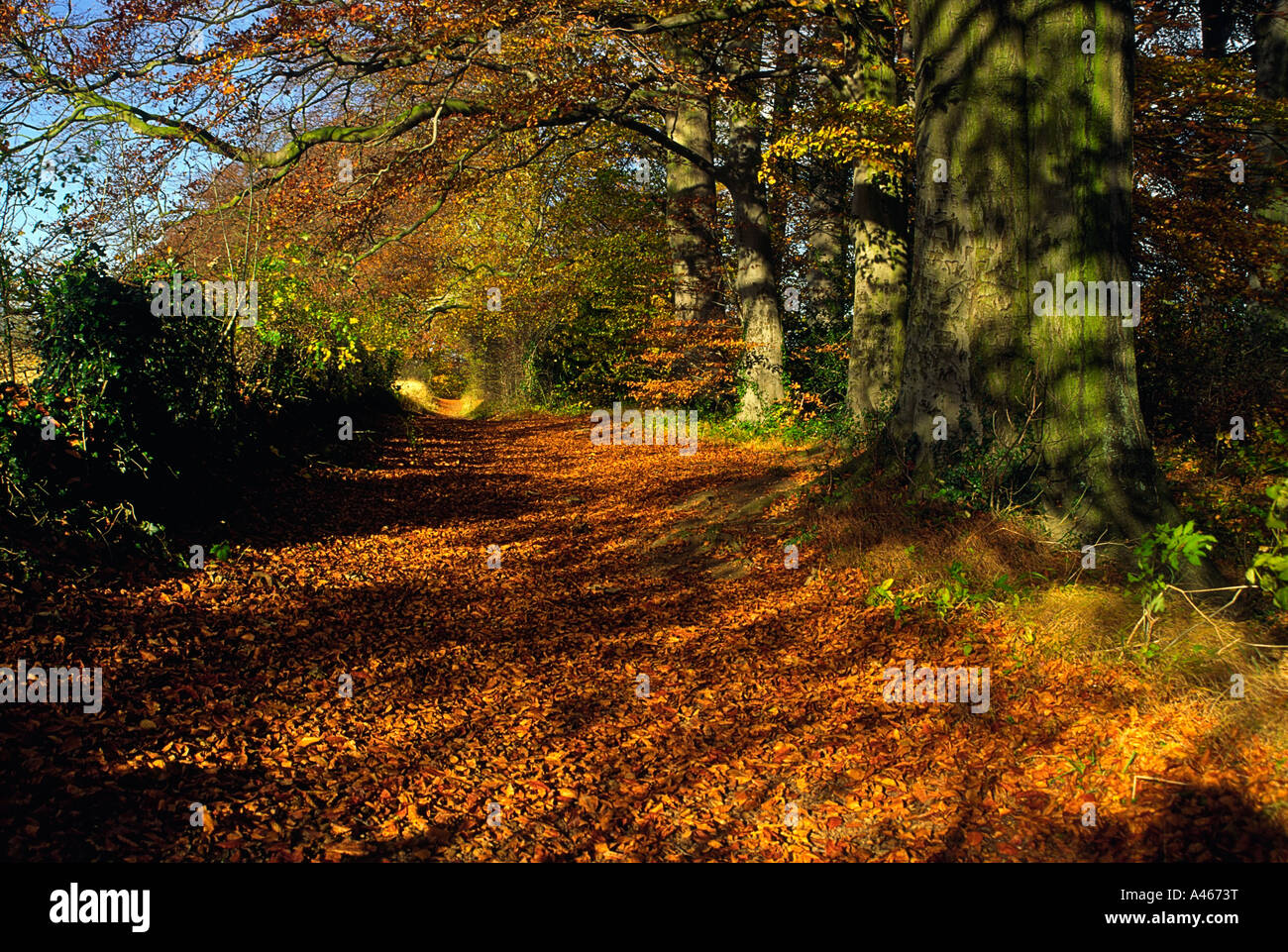 Il percorso lungo il fiume, Boston Spa, West Yorkshire in autunno Foto Stock