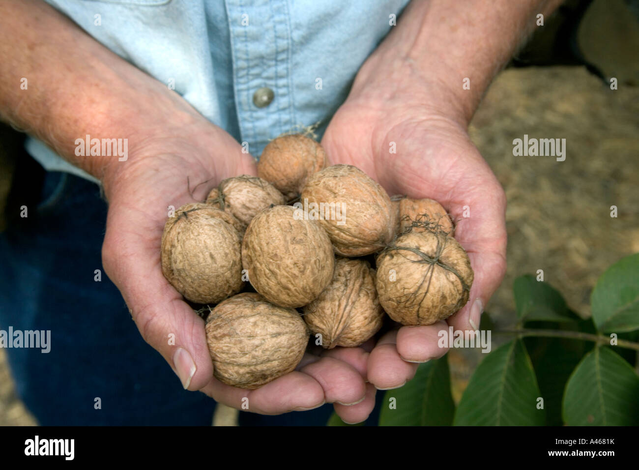 Mani che tengono le noci raccolte "Tulare" varietà. Foto Stock