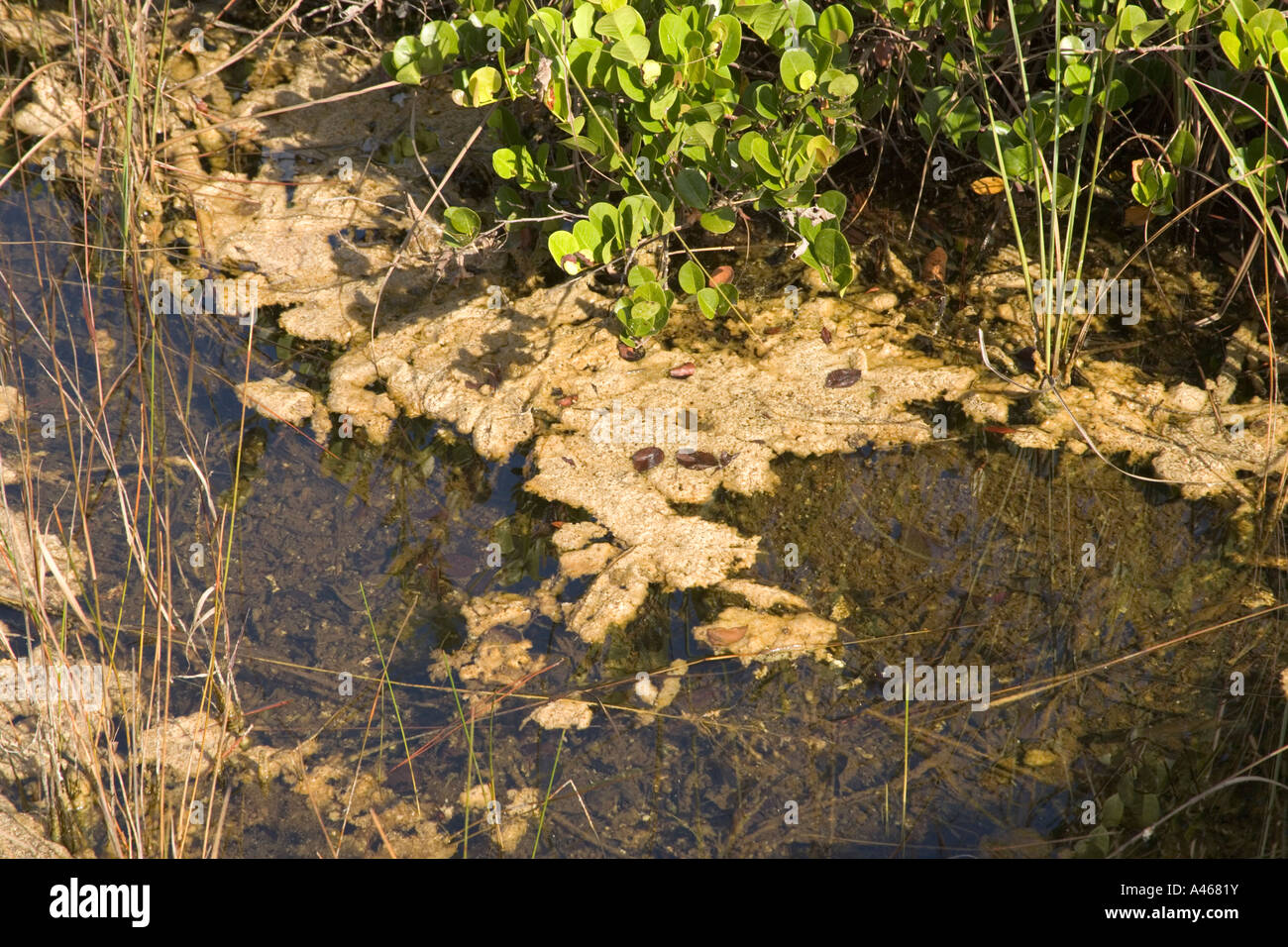 Periphyton alghe materassini galleggianti, vie navigabili di marsh con sawgrass. Foto Stock