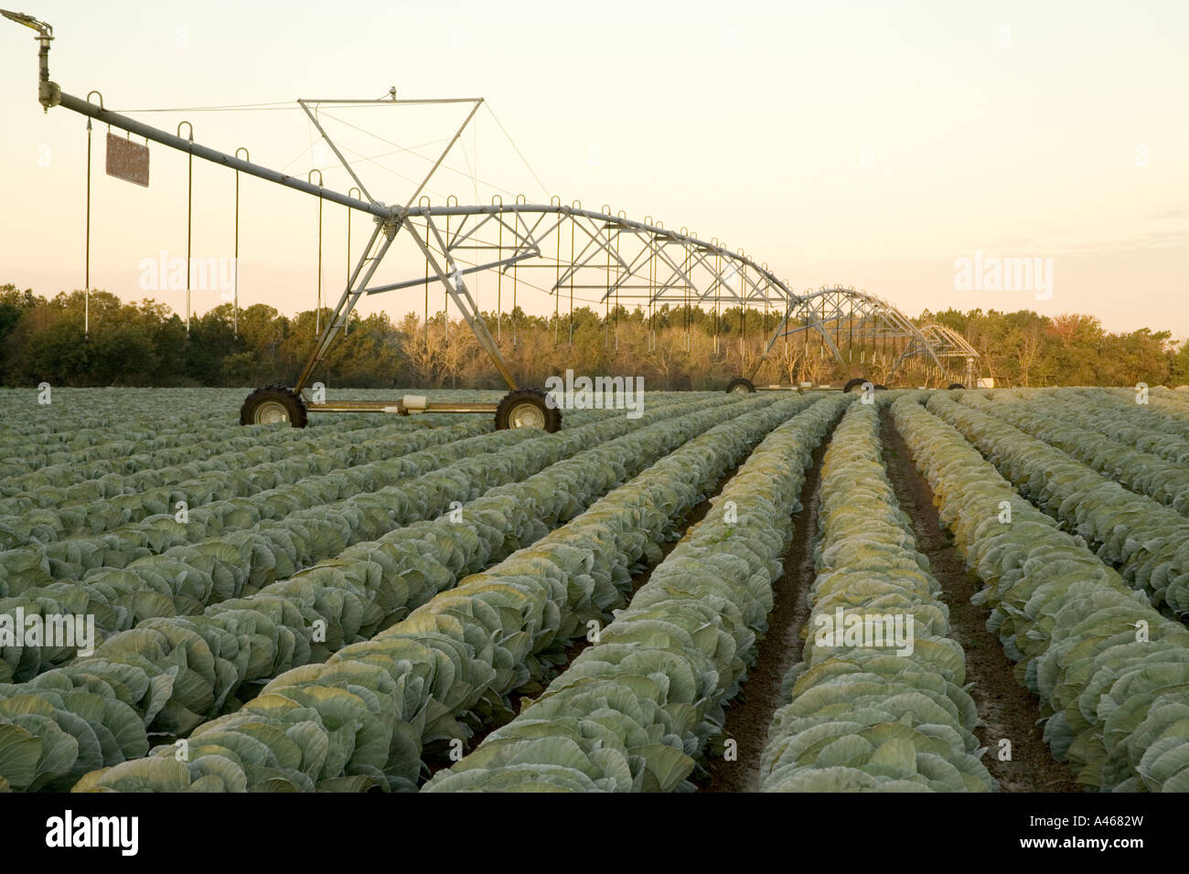 Centro di irrigazione a perno in campo di cavolo cappuccio, teste immaturi. Foto Stock