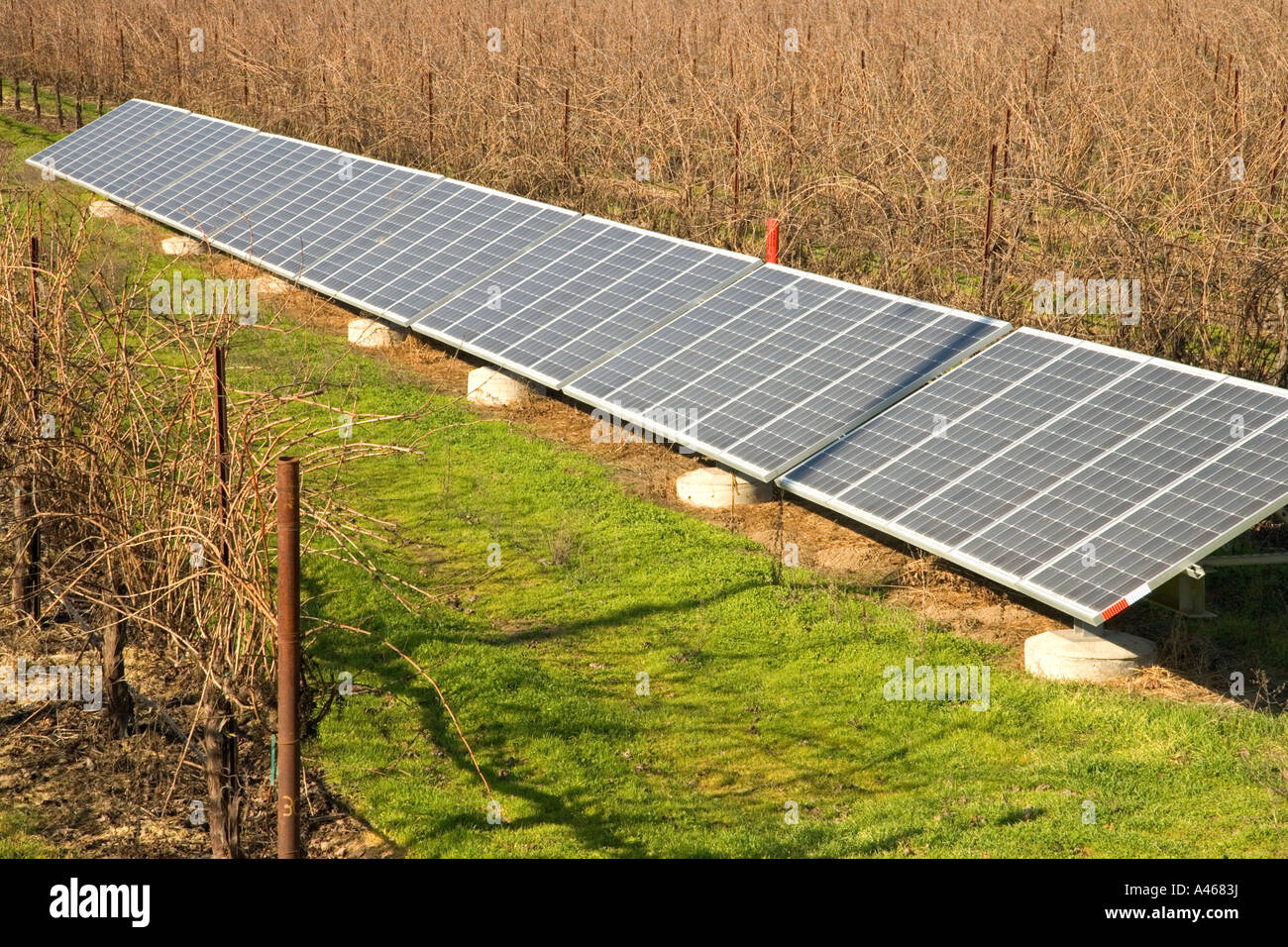 Pannelli solari operanti in vigna dormienti. Foto Stock Pannelli solari operanti in vigna dormienti. Foto Stock
