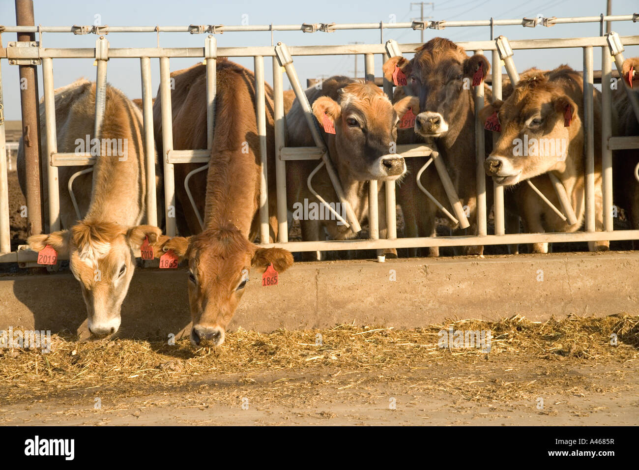 Jersey vacche da latte alimentare nei montanti. Foto Stock