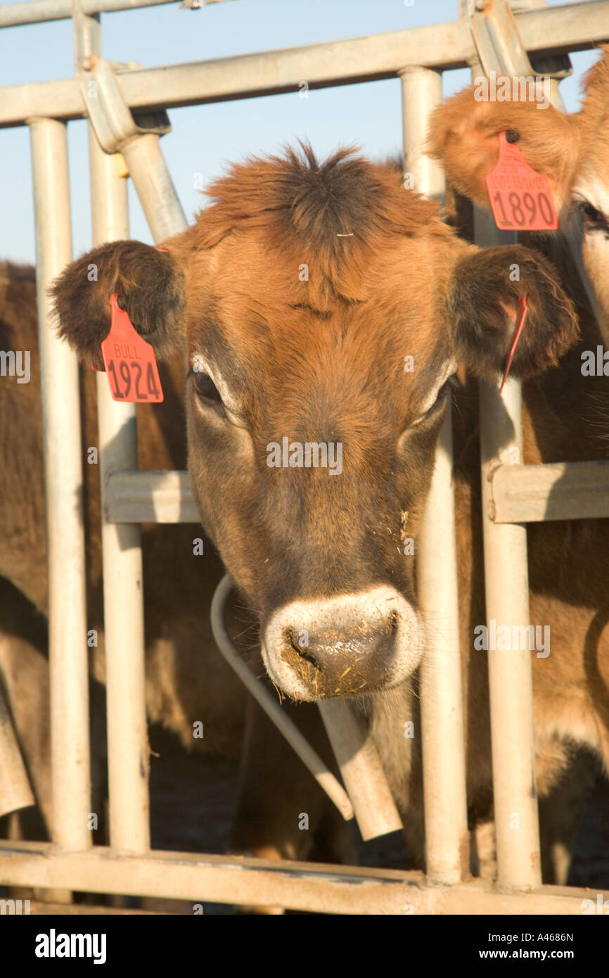 Ritratto di Jersey vacca da latte nel montante. Foto Stock