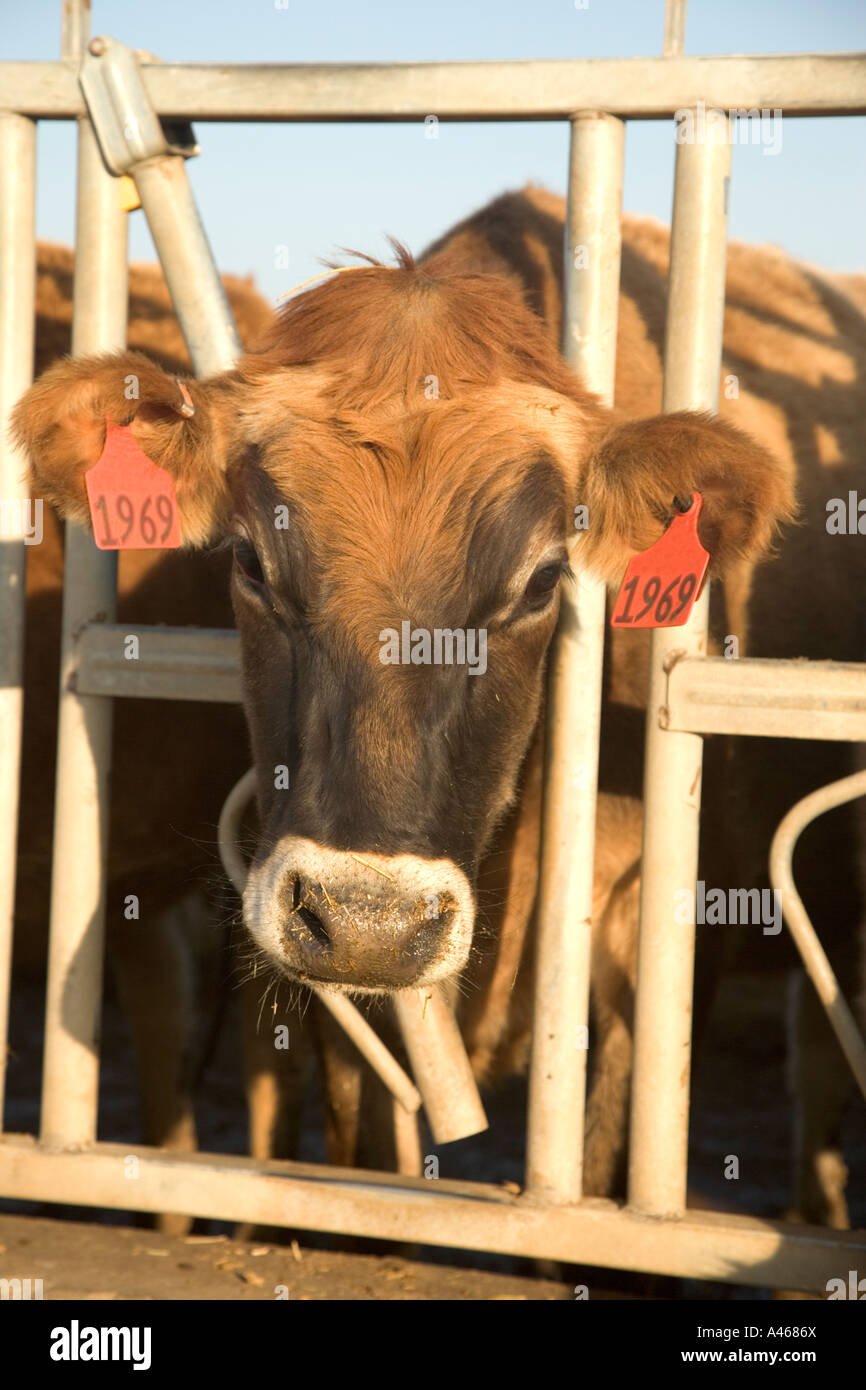 Ritratto di Jersey vacca da latte nel montante. Foto Stock