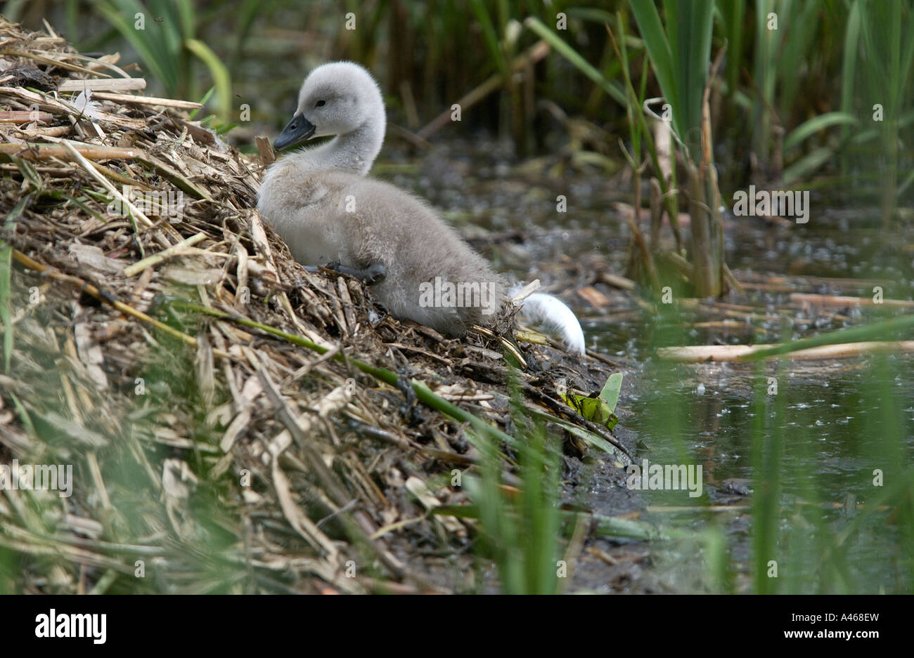 Cigno Cygnet al serbatoio Swithland nel Leicestershire, England, Regno Unito Foto Stock