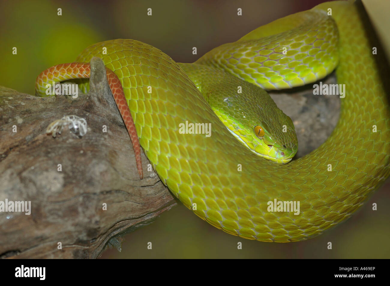 Papa's Pit Viper Foto Stock