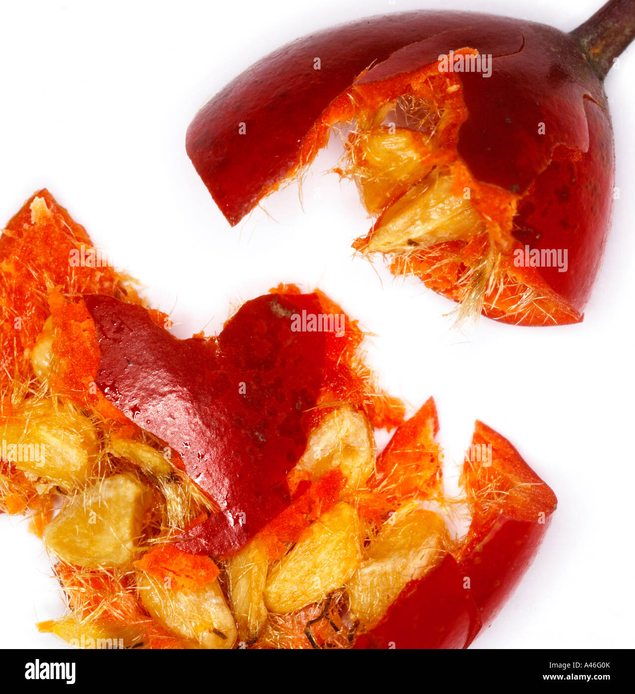 Schiacciata della rosa canina Rosa canina Rosa selvatica che mostra la hairy immangiabile semi rosa canina sono una buona fonte naturale di vitamina C Foto Stock