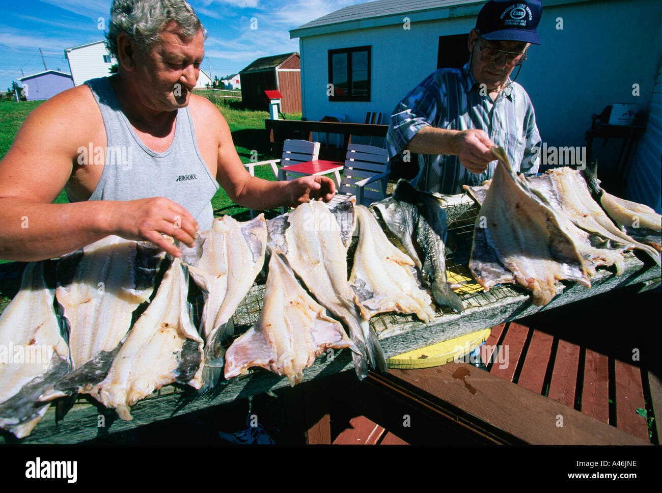 Gli uomini di essiccazione pesce Cod Maenner trocknen Kabeljau Foto Stock