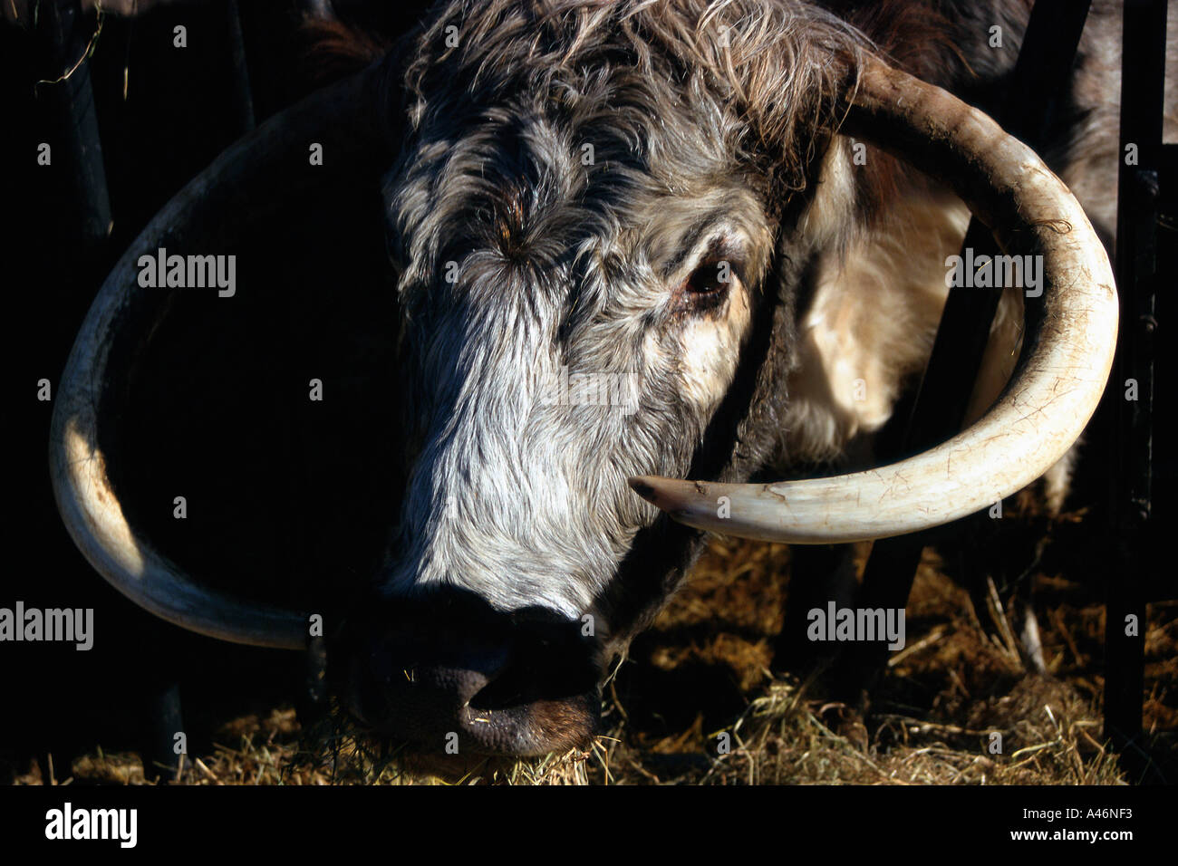 Bull Foto Stock