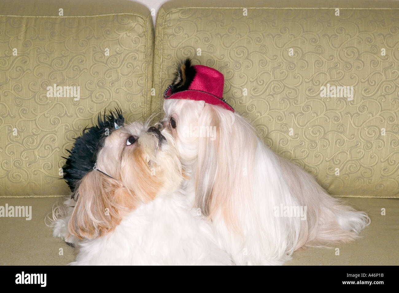 Due cani pekinese sul divano Foto Stock