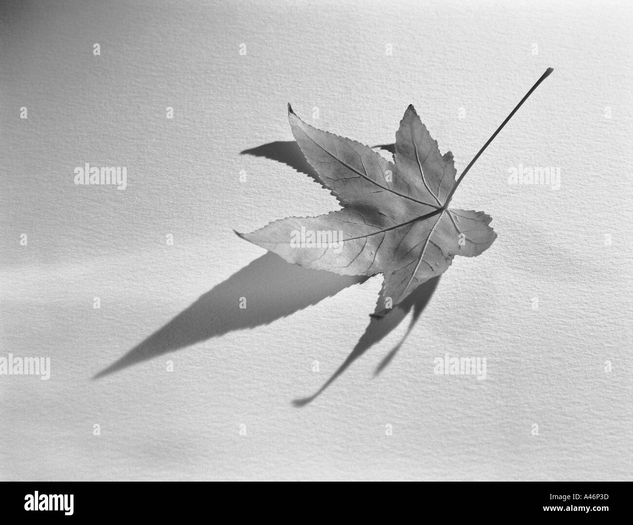 Foglio di autunno Foto Stock