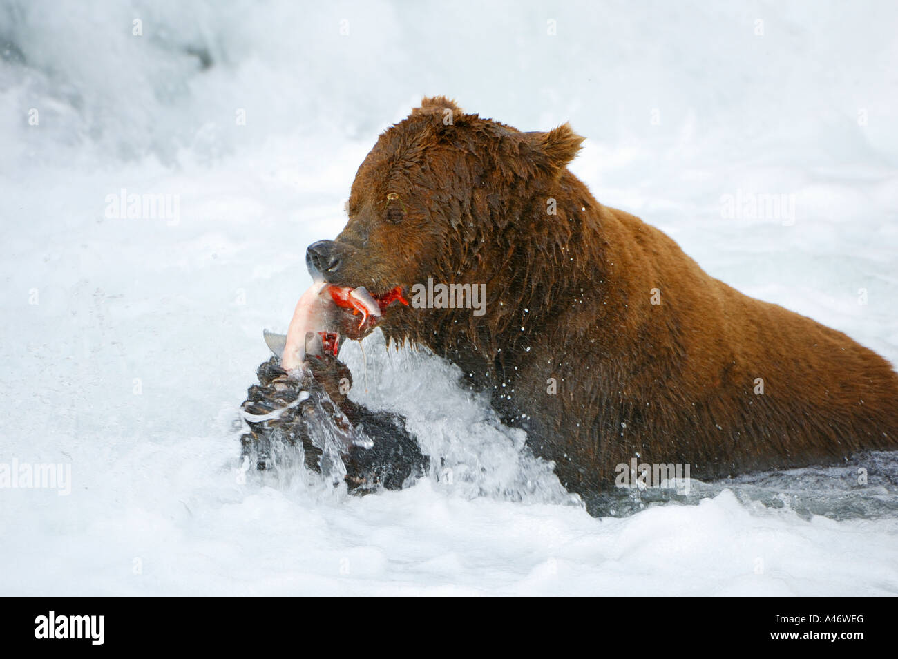 Orso bruno [Ursus arctos) con un salmone pescato, fiume Brooks, Brooks Falls, Katmai National Park, Alaska, STATI UNITI D'AMERICA Foto Stock