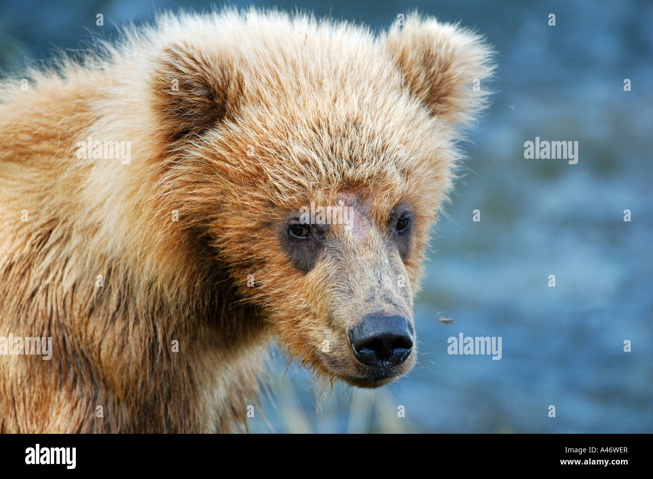 Orso bruno [Ursus arctos), giovane animale Katmai National Park, Alaska, STATI UNITI D'AMERICA Foto Stock