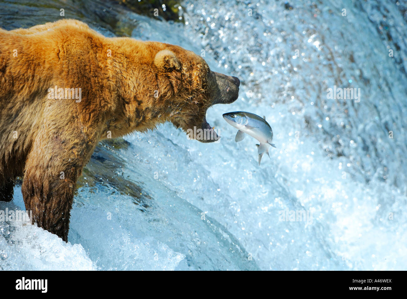 Orso bruno [Ursus arctos) cercando di catturare salmoni, fiume Brooks, Brooks Falls, Katmai National Park, Alaska, STATI UNITI D'AMERICA Foto Stock