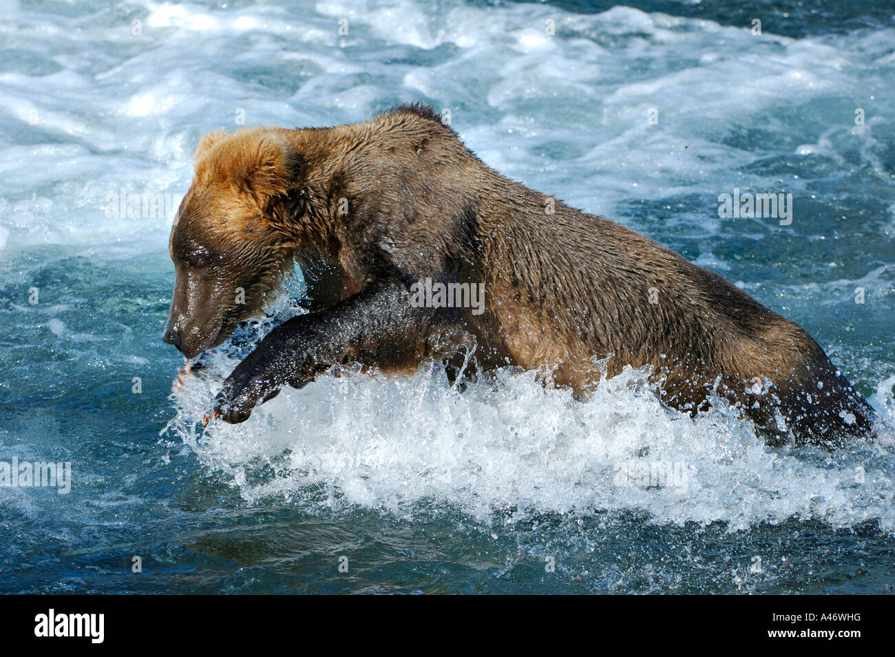 Orso bruno [Ursus arctos) cercando di catturare salmoni, fiume Brooks, Brooks Falls, Katmai National Park, Alaska, STATI UNITI D'AMERICA Foto Stock