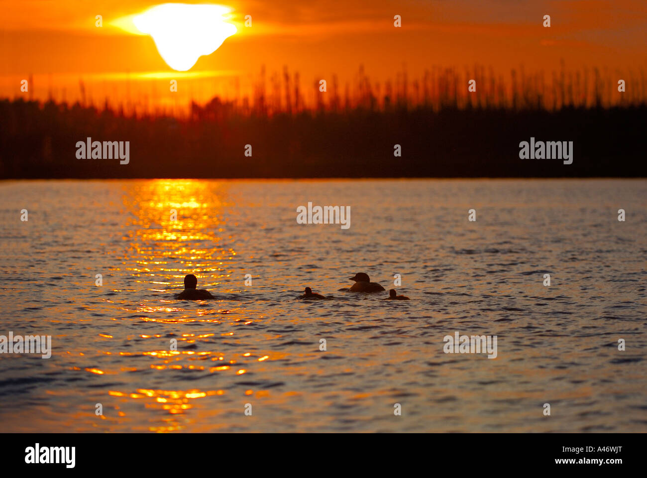 Al tramonto sul lago del grande Nord del subacqueo [Gavia immer), Giovane con due giovani subacquei, Alaska, STATI UNITI D'AMERICA Foto Stock