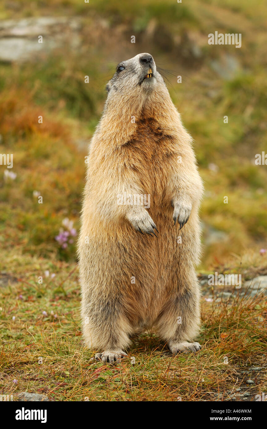 Alpine marmotta (Marmota marmota), in piedi, avviso di pericolo Foto Stock