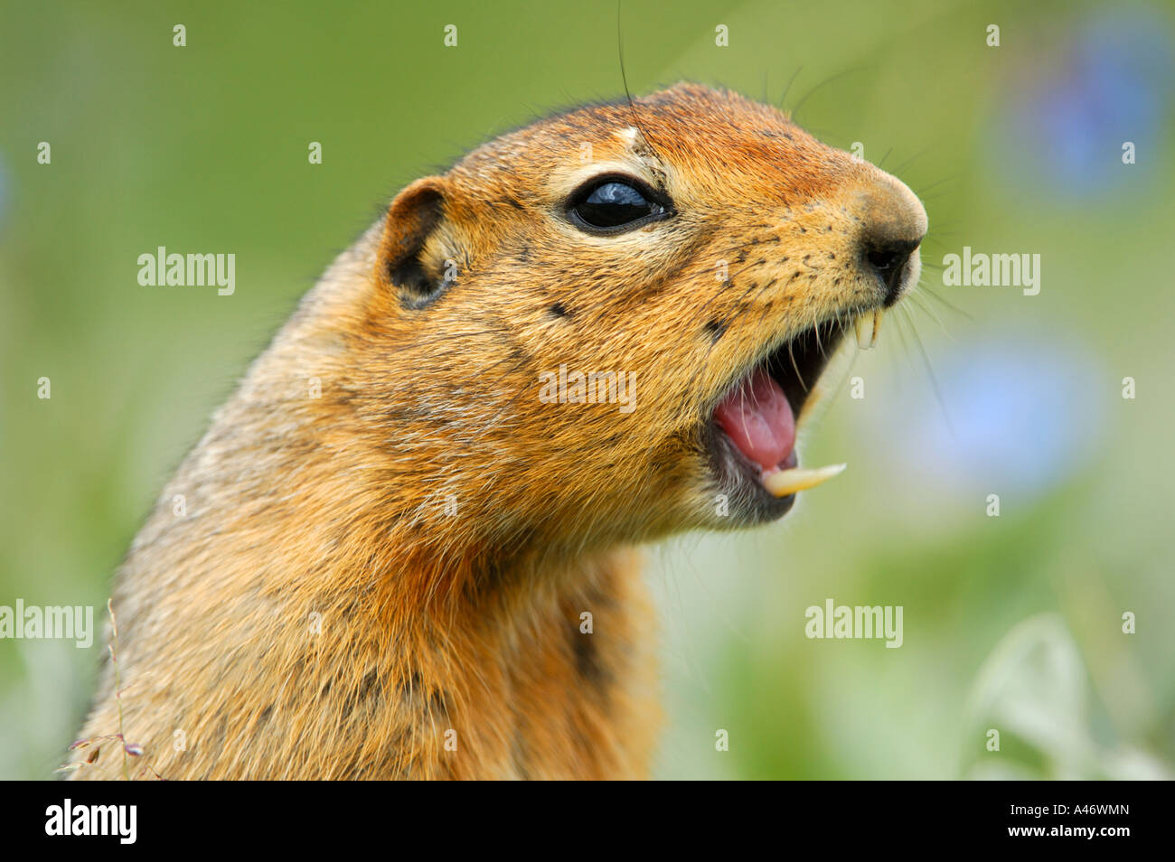 Terra artica scoiattolo (Spermophilus parryii) emette un fischio di avvertire, Parco Nazionale di Denali, Alaska, STATI UNITI D'AMERICA Foto Stock