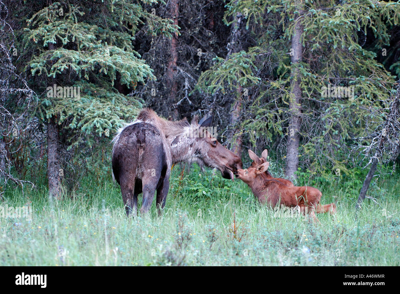 Alci vacca madre (Alces alces gigas) con due piccoli vitelli, Parco Nazionale di Denali Alaska USA Foto Stock