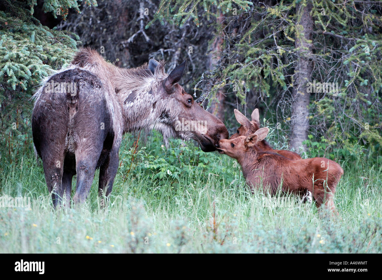 Alci vacca madre (Alces alces gigas) con due piccoli vitelli, Parco Nazionale di Denali Alaska USA Foto Stock