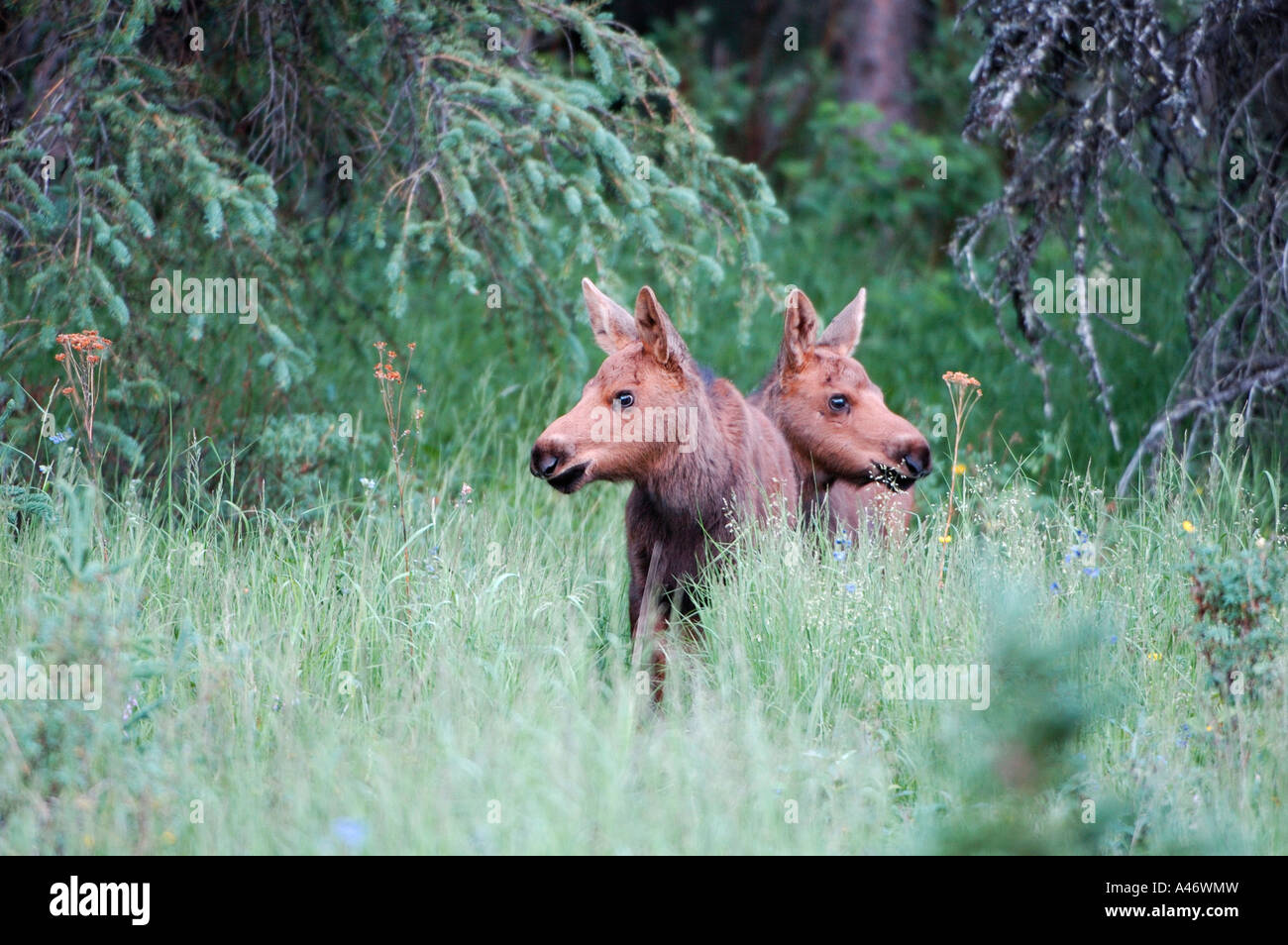 Alci (Alces alces gigas), due piccoli vitelli, Parco Nazionale di Denali Alaska, STATI UNITI D'AMERICA Foto Stock
