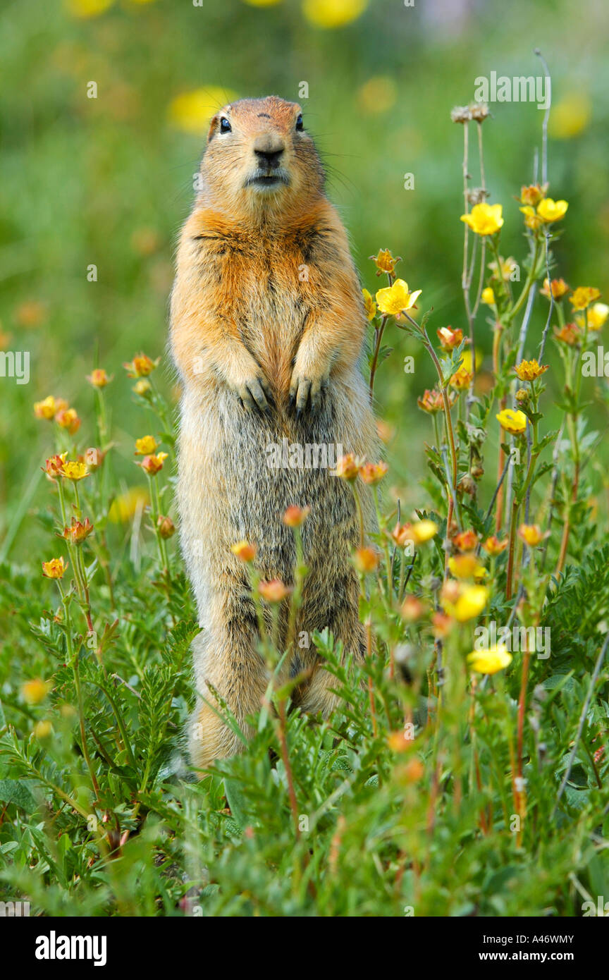 Terra artica scoiattolo (Spermophilus parryii) dell'orologio, Parco Nazionale di Denali, Alaska, STATI UNITI D'AMERICA Foto Stock