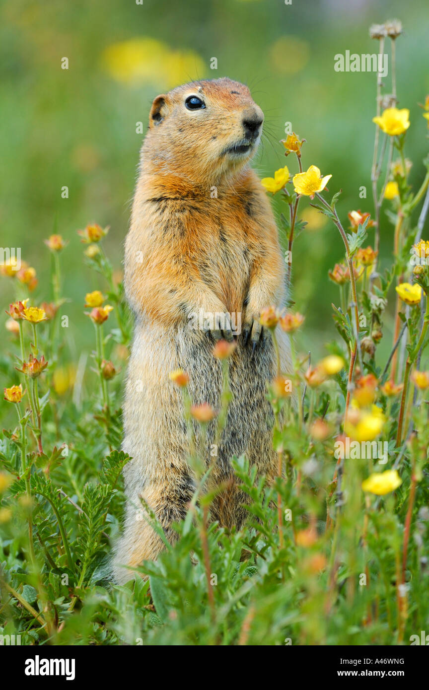 Terra artica scoiattolo (Spermophilus parryii) dell'orologio, Parco Nazionale di Denali, Alaska, STATI UNITI D'AMERICA Foto Stock