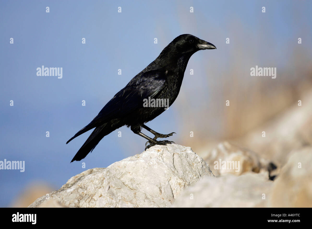 Cornacchia Foto Stock