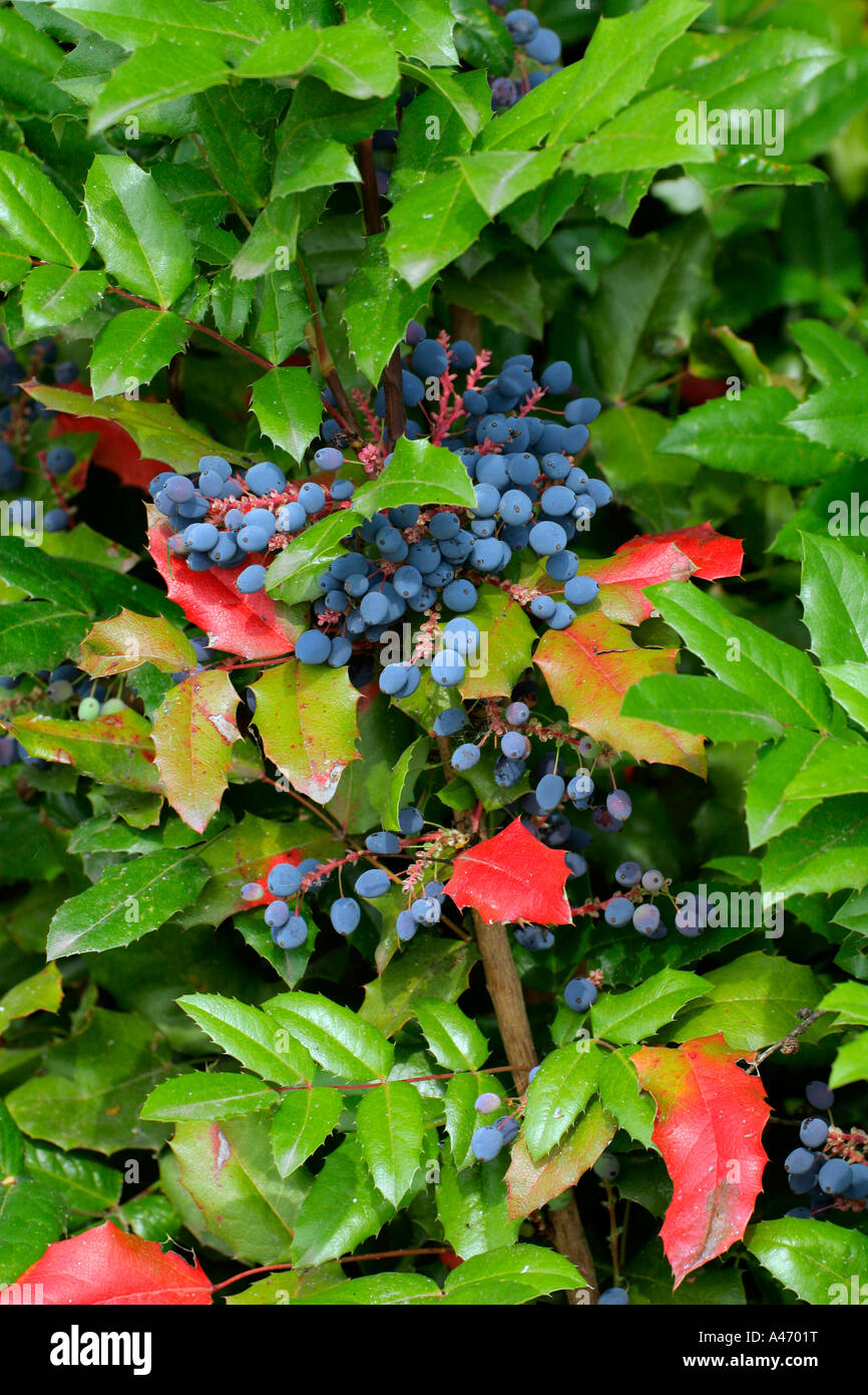 Oregon uva con frutti (Mahonia aquifolium) Foto Stock