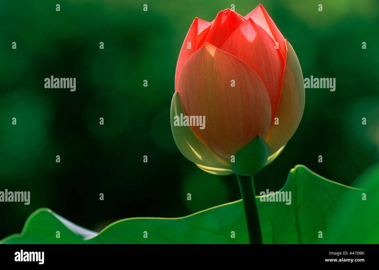 Loto (nelumbo) Foto Stock