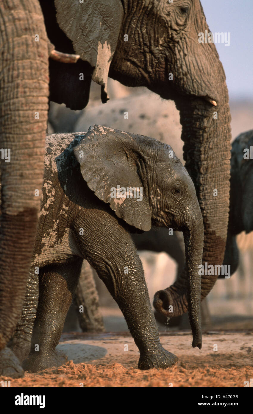 Elefante africano Loxodonta africana gruppo familiare Etosha N P Namibia Africa Subsahariana M Harvey AF ELE 065 Foto Stock