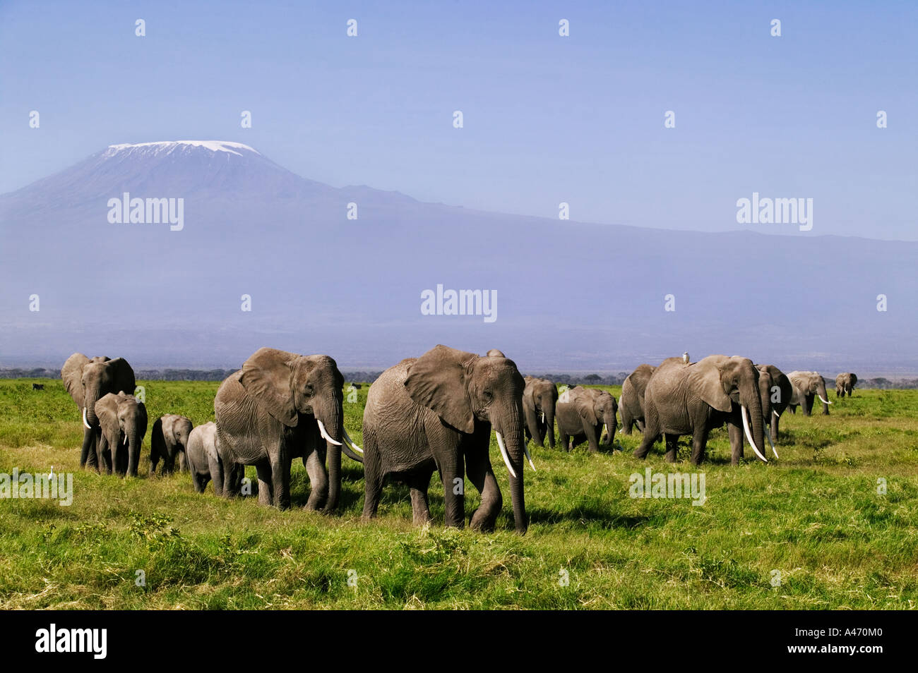 Elefante africano Loxodonta africana allevamento con il monte Kilimanjaro sullo sfondo parco di Amboseli Kenya Foto Stock