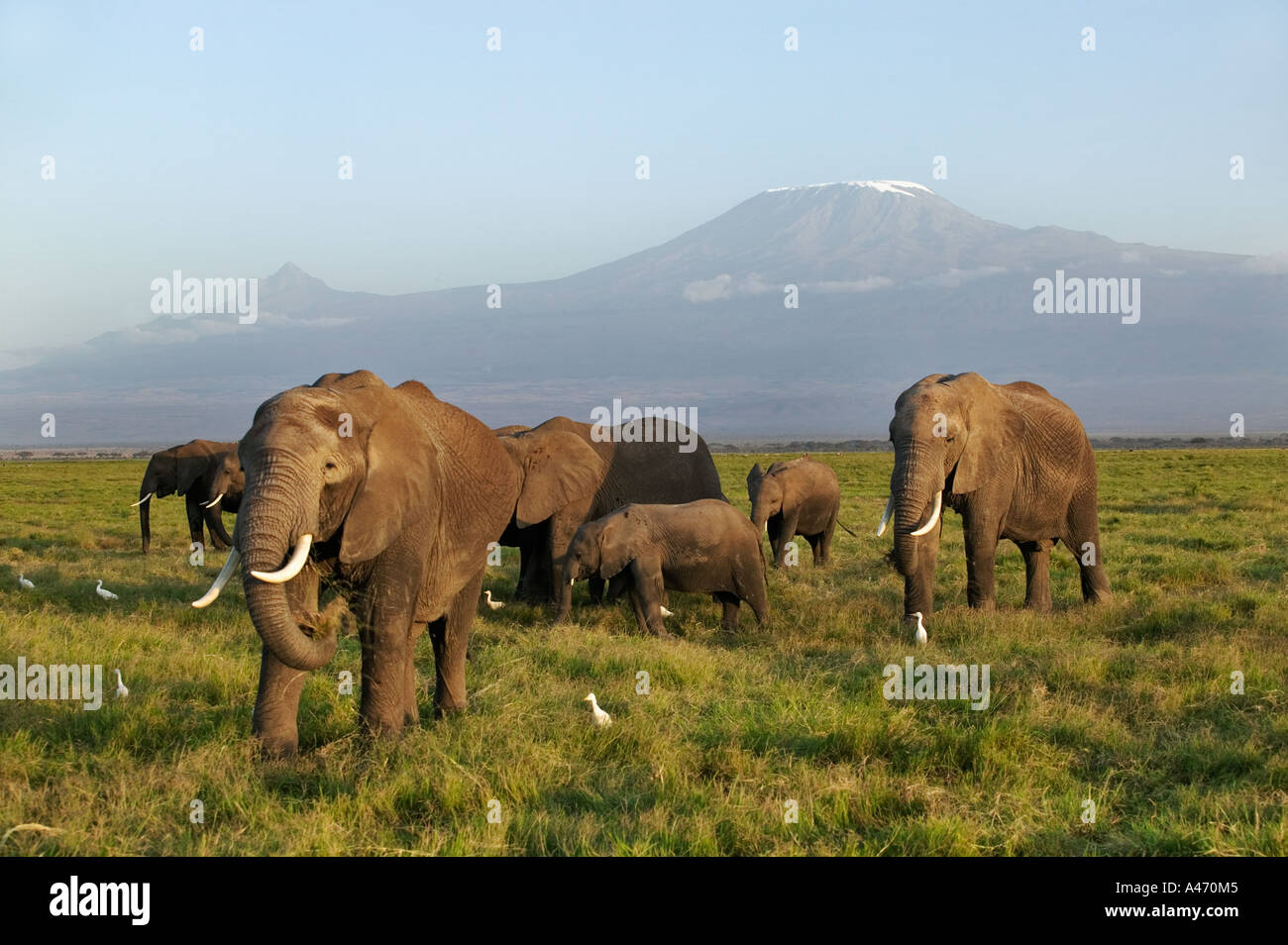 Elefante africano Loxodonta africana una mandria di elefanti con il monte Kilimanjaro sullo sfondo del Parco Nazionale Amboseli Kenya Foto Stock