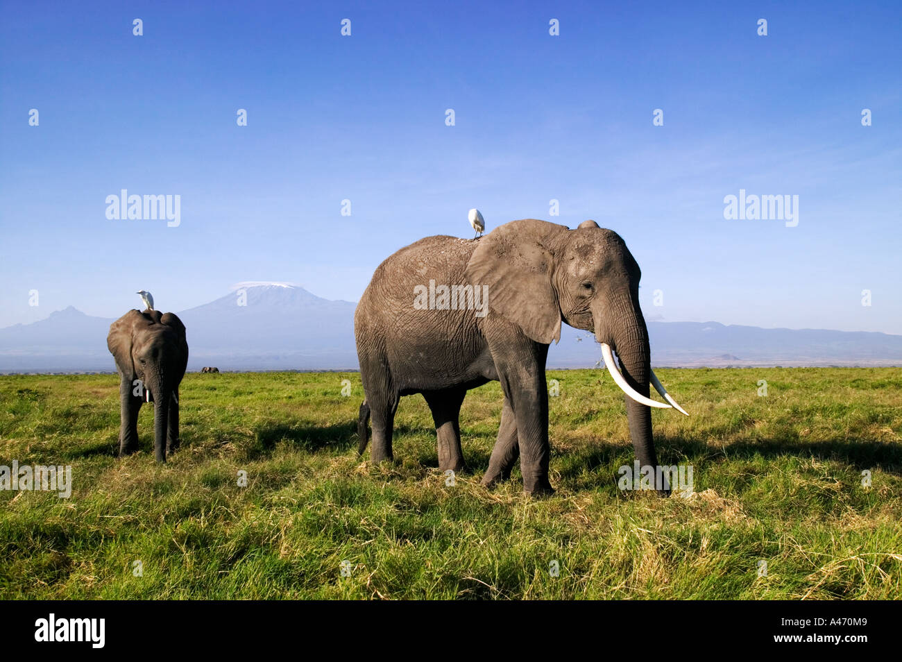 Elefante africano Loxodonta africana con il monte Kilimanjaro Amboseli National Park in Kenya Dist Africa Subsahariana Foto Stock