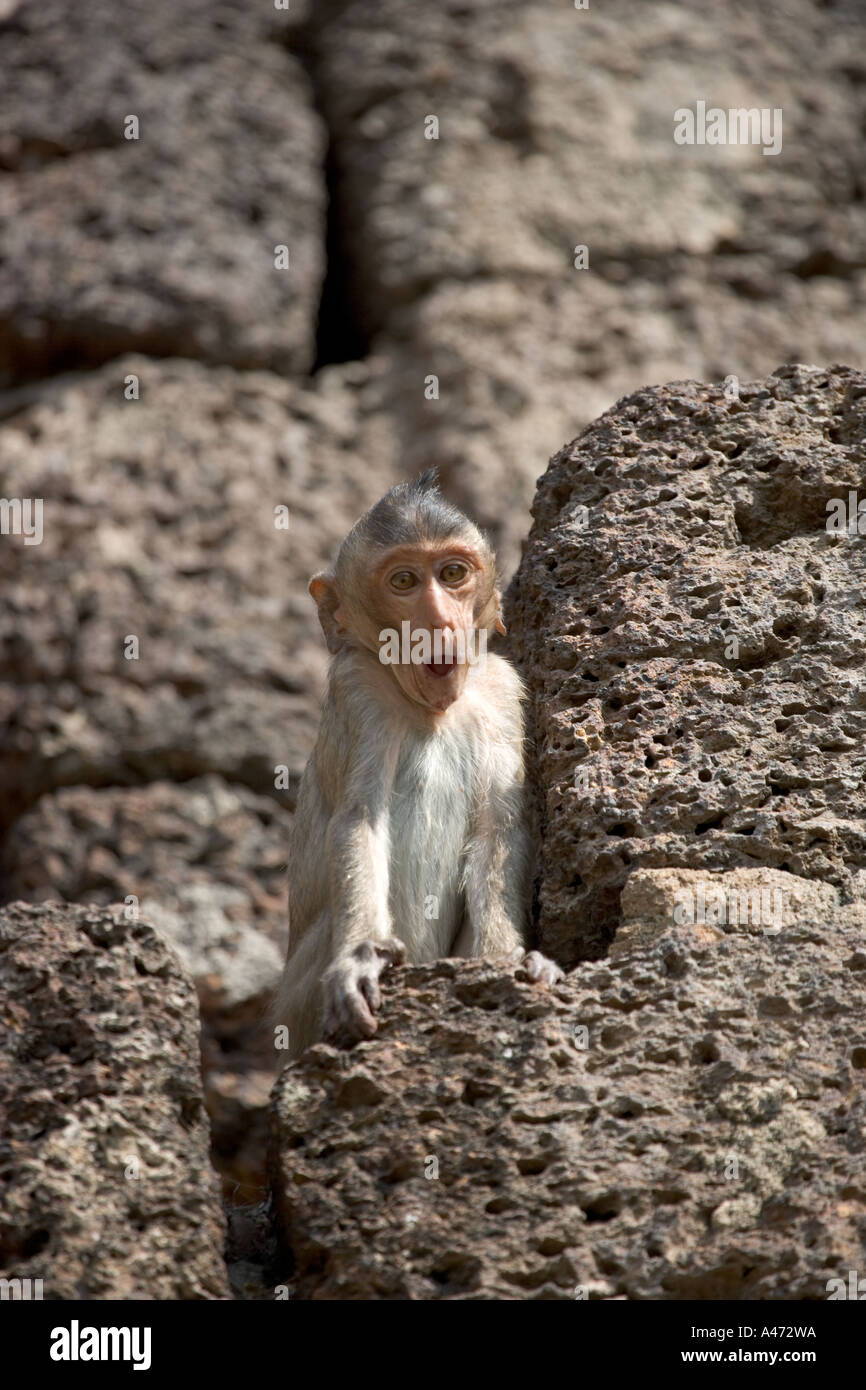 Monkey Phra Prang Sam Yod Lopburi pianure centrali della Thailandia Foto Stock