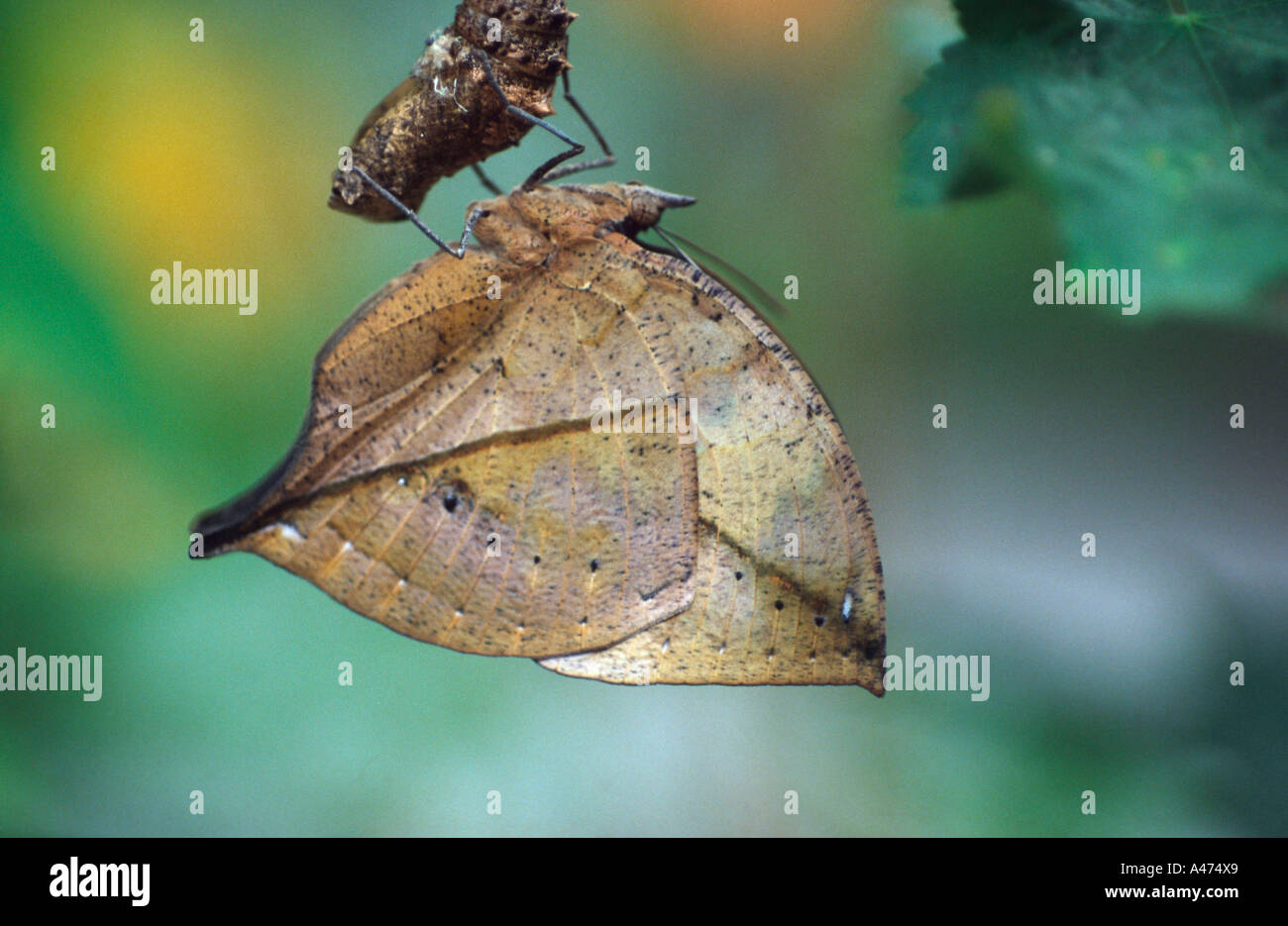 Foglia indiano Blattschmetterling Butterfly Foto Stock