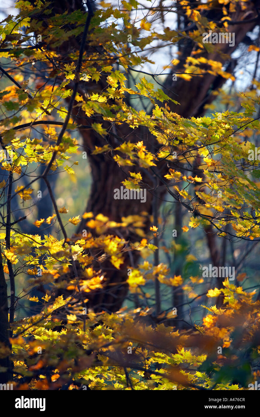 Alberi di acero blaze con colore di autunno nel sud del Vermont Foto Stock