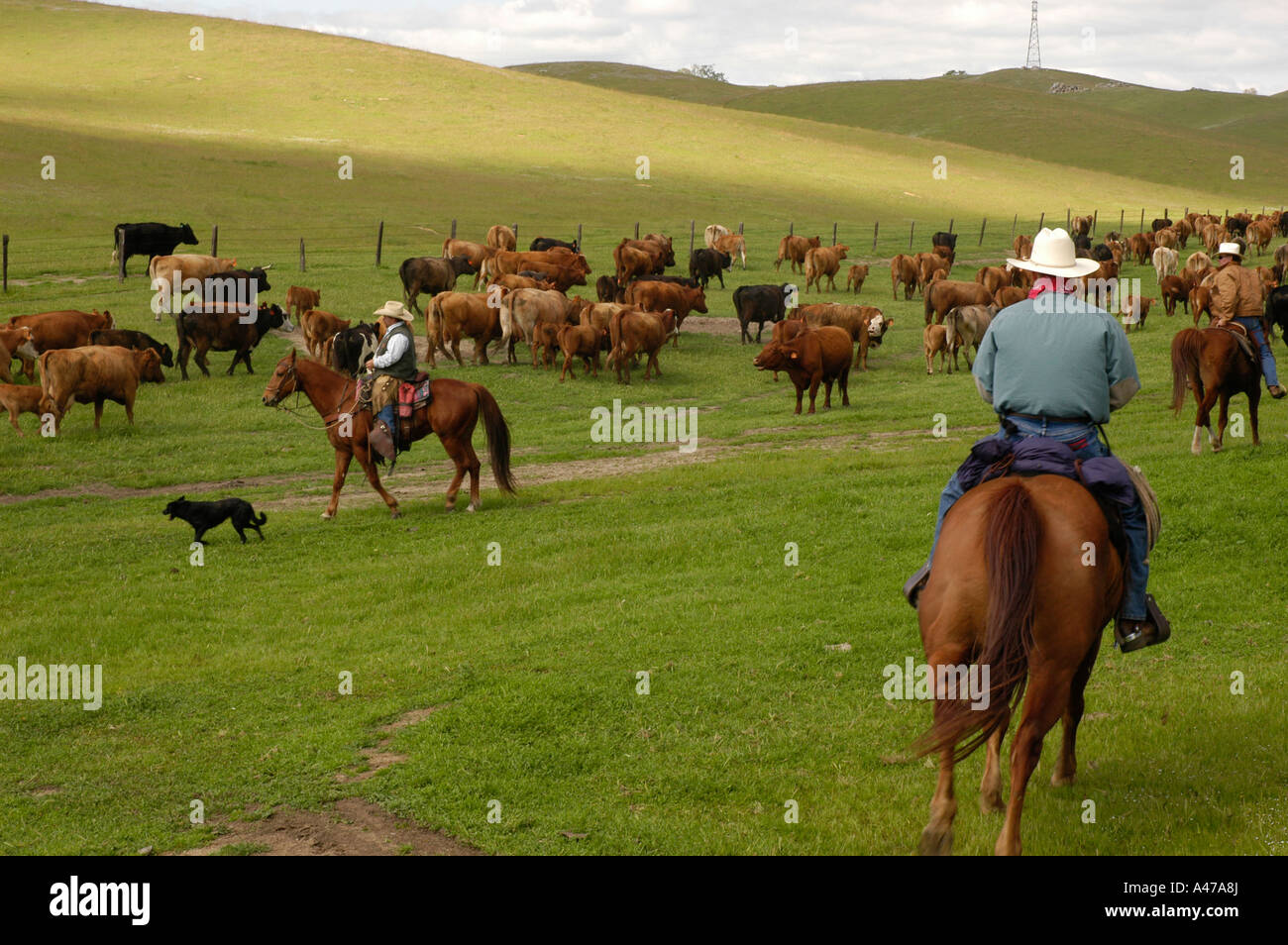 I cowboys sul sentiero, tendono a la mandria di bovini, fuori Kernville , California. Foto Stock