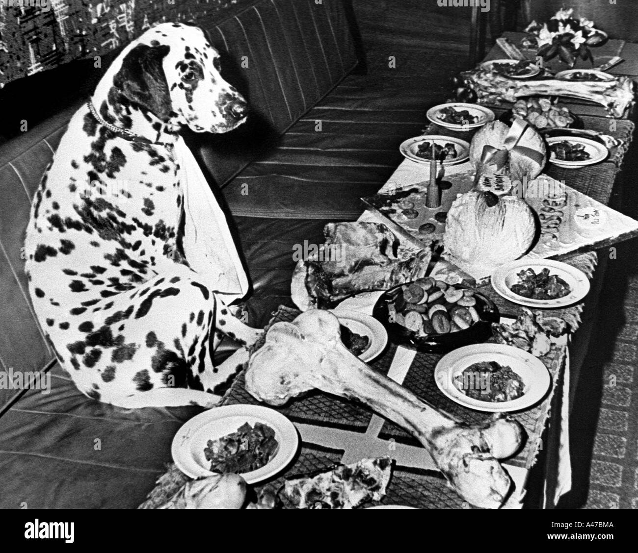 I CANI la cena o fare una cena di cani fuori di esso. Foto di Arthur arthursteel in acciaio Foto Stock