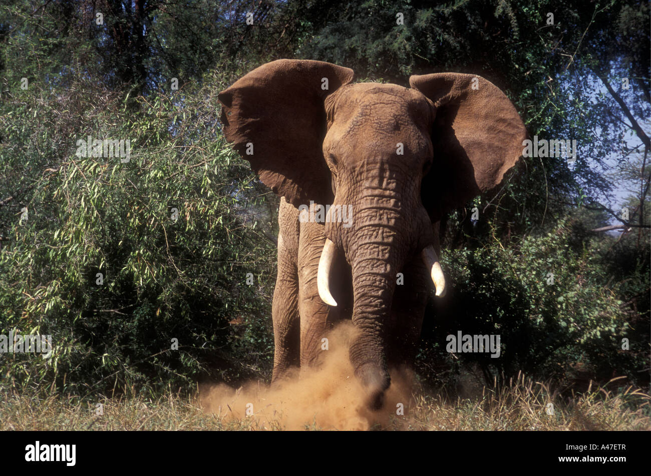 Arrabbiato elefante maschio in musth sollevando la polvere e tenetevi pronti per caricare Samburu Riserva nazionale del Kenya Africa orientale Foto Stock