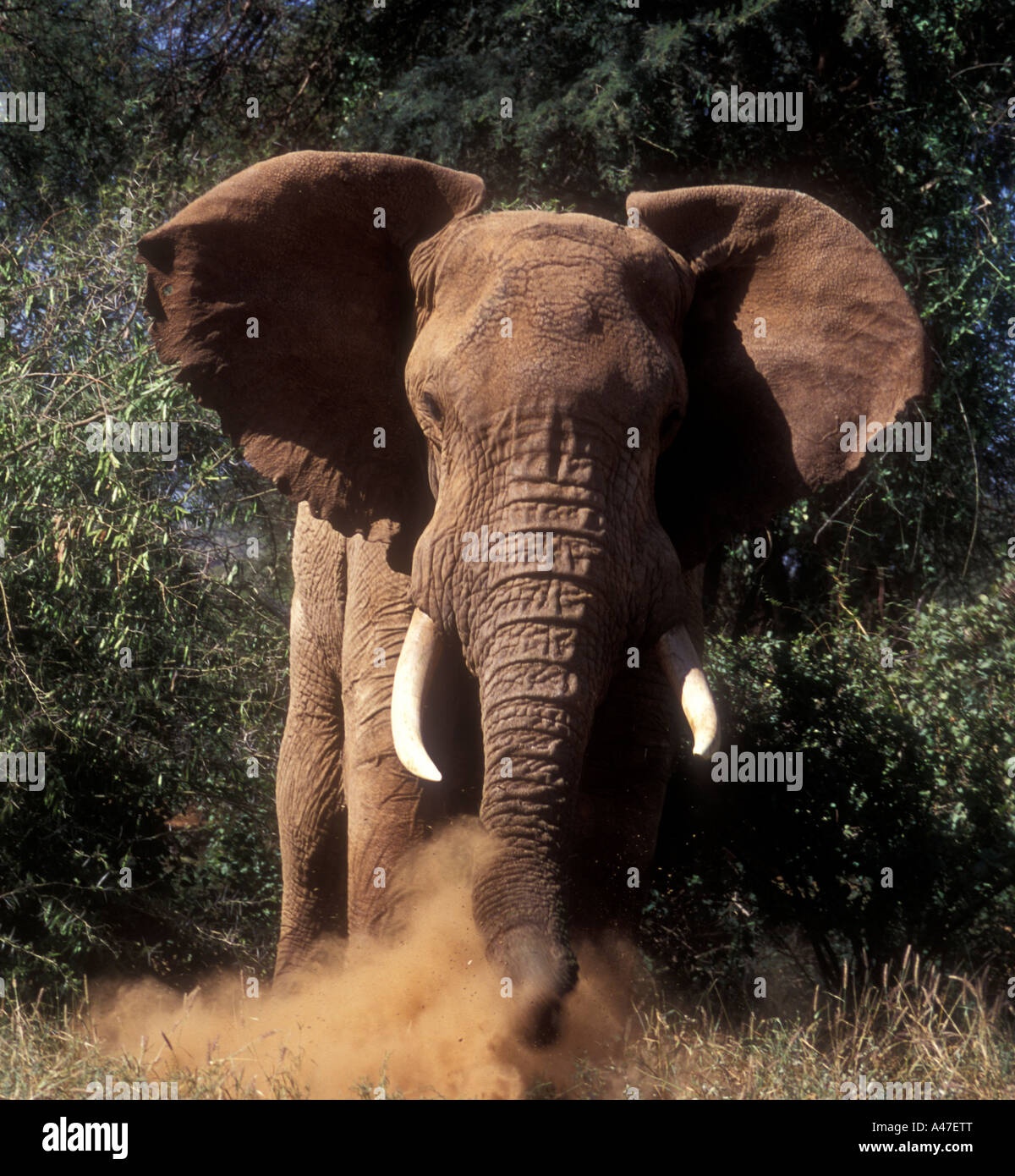 Arrabbiato elefante maschio in musth sollevando la polvere e tenetevi pronti per caricare Samburu Riserva nazionale del Kenya Africa orientale Foto Stock